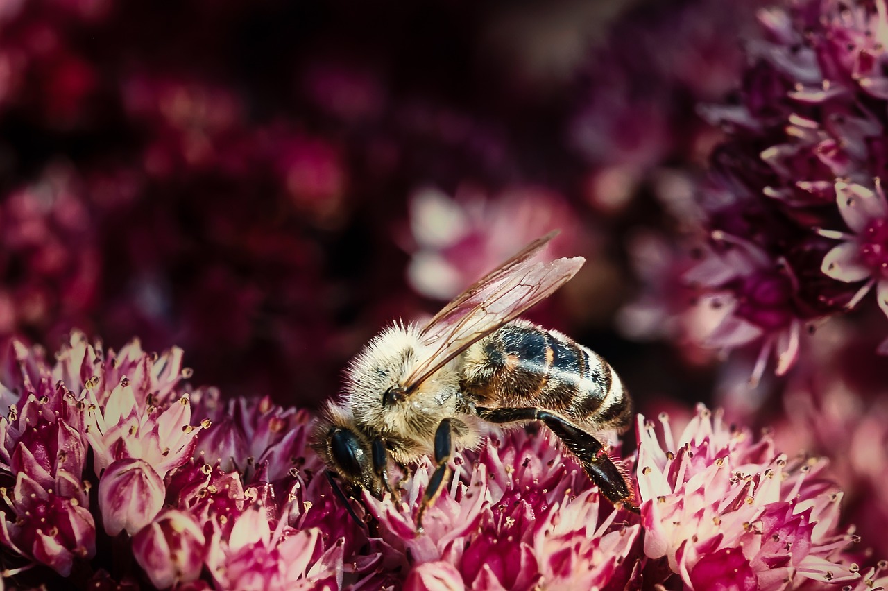 Understanding the Intrinsic Value of Biodiversity